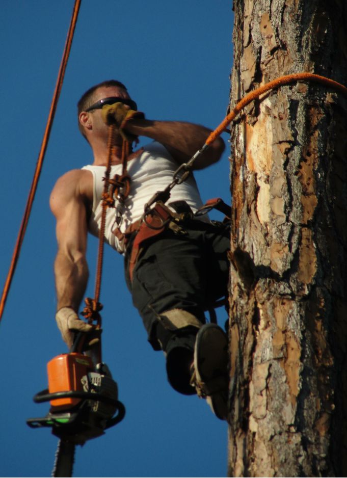 David climbing and sectioning a pine for a tree service in Slidell, LA