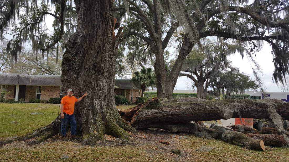 Massive water oak sectioned on the ground after a tree removal on North Magnolia Drive in Slidell, LA