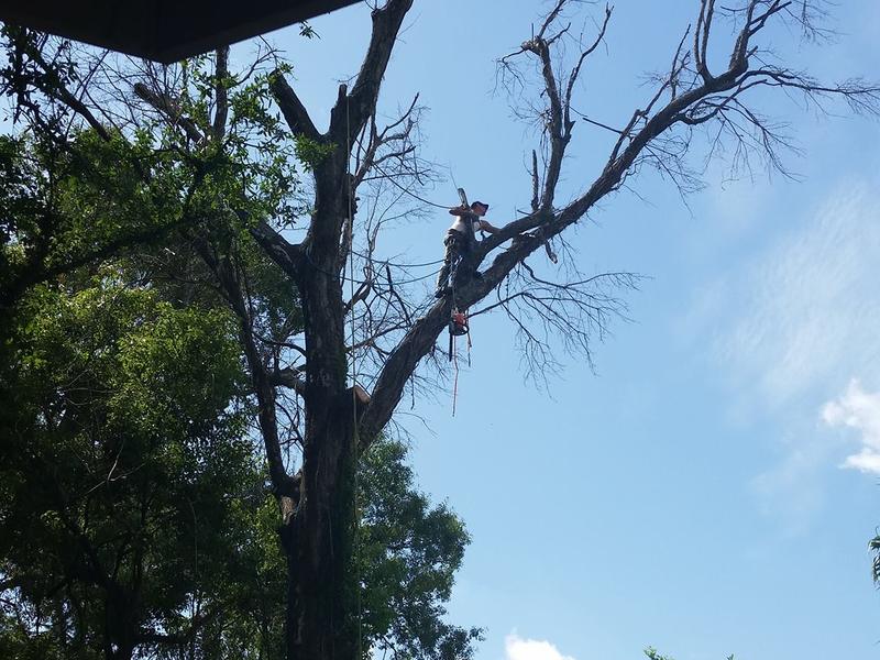 Climber high in a bare tree during a tree removal in Slidell