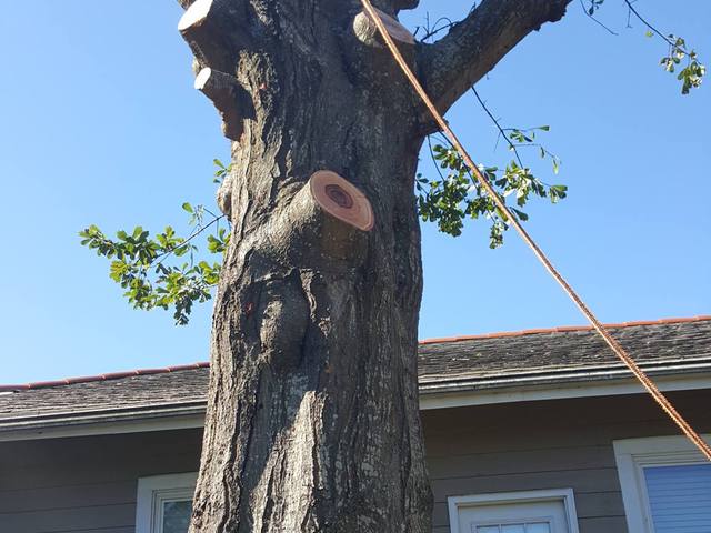 Oak trunk cut into sections beside a Slidell house