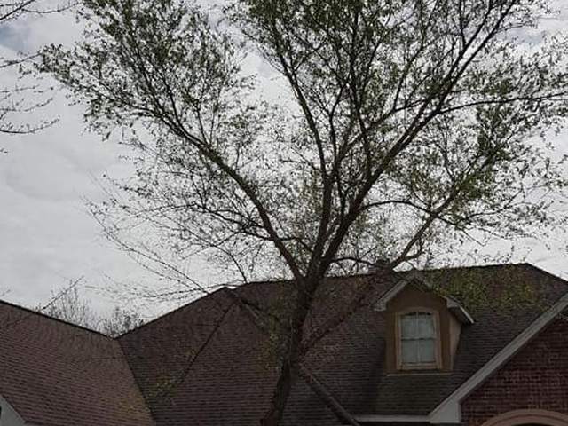 Trimmed oak standing over a brick home after tree trimming