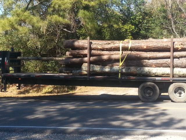 Pine logs strapped down on the gooseneck trailer after a removal
